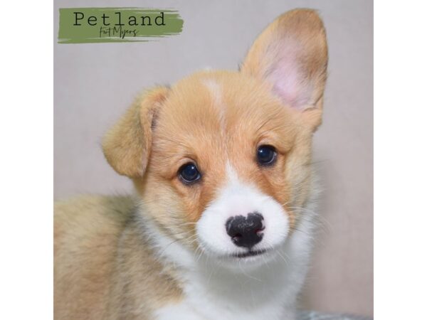 Pembroke Welsh Corgi--Male---Petland Fort Myers, Florida