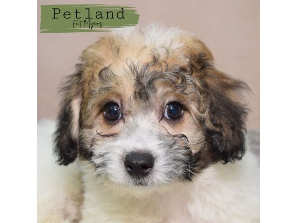 Bichapoo--Female---Petland Fort Myers, Florida
