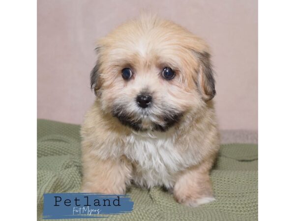 Latese--Female---Petland Fort Myers, Florida