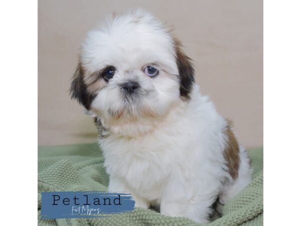 Shih Tzu--Female---Petland Fort Myers, Florida