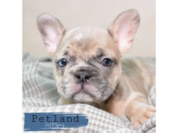 French Bulldog--Female---Petland Fort Myers, Florida