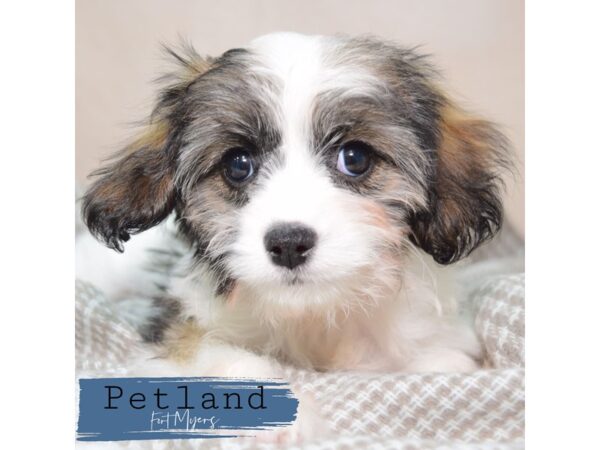 Cavapoo--Female---Petland Fort Myers, Florida