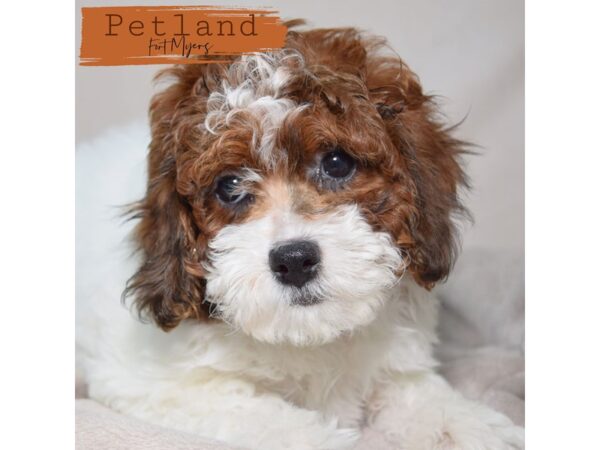 Shih-Poo (Shih Tzu/Poodle)--Female---Petland Fort Myers, Florida