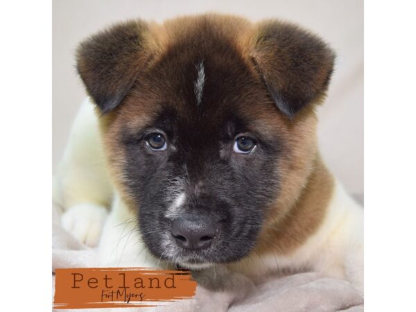 Akita--Male---Petland Fort Myers, Florida