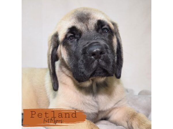 English Mastiff--Male---Petland Fort Myers, Florida