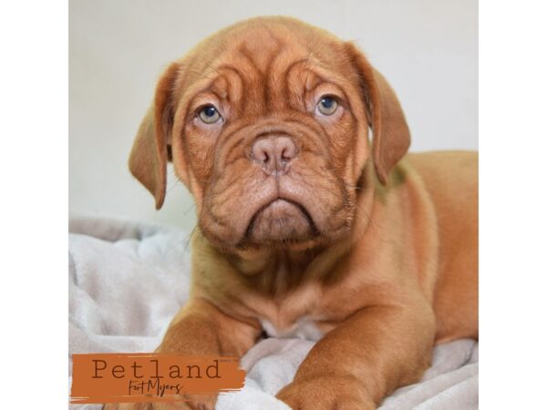 Dogue De Bordeaux--Female---Petland Fort Myers, Florida