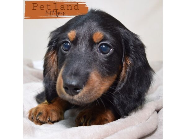 Dachshund--Male---Petland Fort Myers, Florida