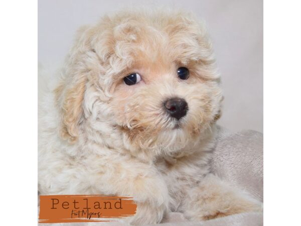Bichapoo--Female---Petland Fort Myers, Florida