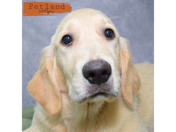 Golden Retriever--Female---Petland Fort Myers, Florida