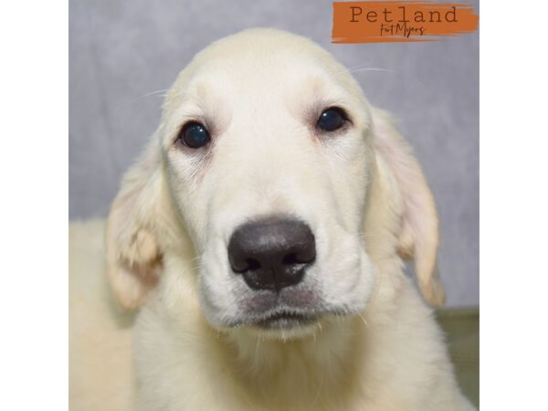 Golden Retriever--Female---Petland Fort Myers, Florida