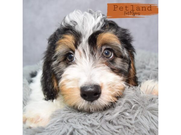 Miniature Bernedoodle 2nd Gen--Female---Petland Fort Myers, Florida
