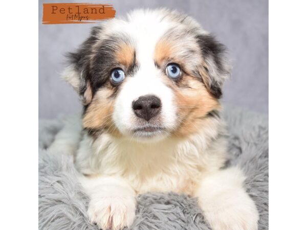 Miniature Australian Shepherd--Female---Petland Fort Myers, Florida