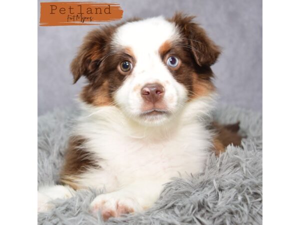 Miniature Australian Shepherd--Female---Petland Fort Myers, Florida