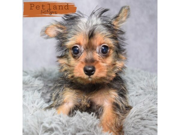Yorkshire Terrier--Female---Petland Fort Myers, Florida