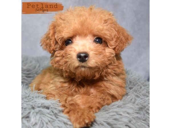 Mini Goldendoodle 2nd Gen--Male---Petland Fort Myers, Florida