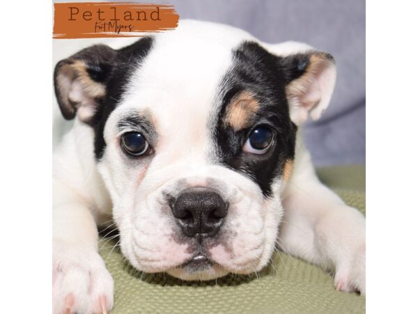 English Bulldog--Female---Petland Fort Myers, Florida