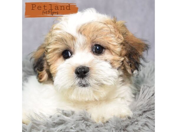 Teddy Bear--Female---Petland Fort Myers, Florida