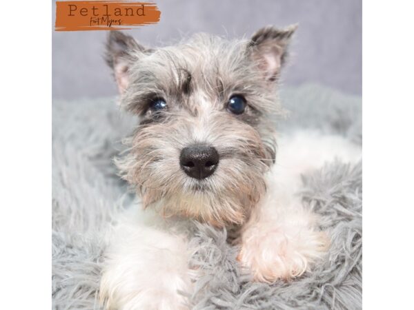 Miniature Schnauzer--Female---Petland Fort Myers, Florida