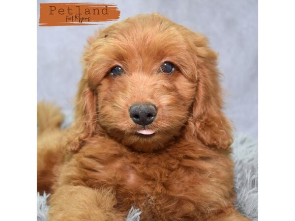 Goldendoodle Mini--Male---Petland Fort Myers, Florida