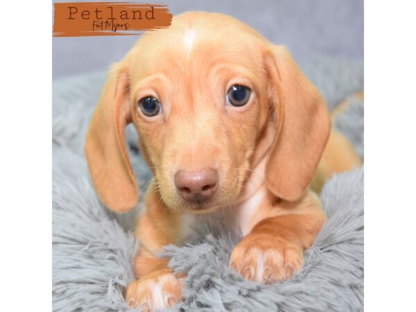 Dachshund--Female---Petland Fort Myers, Florida