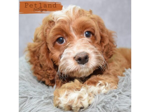 Cockapoo--Female---Petland Fort Myers, Florida