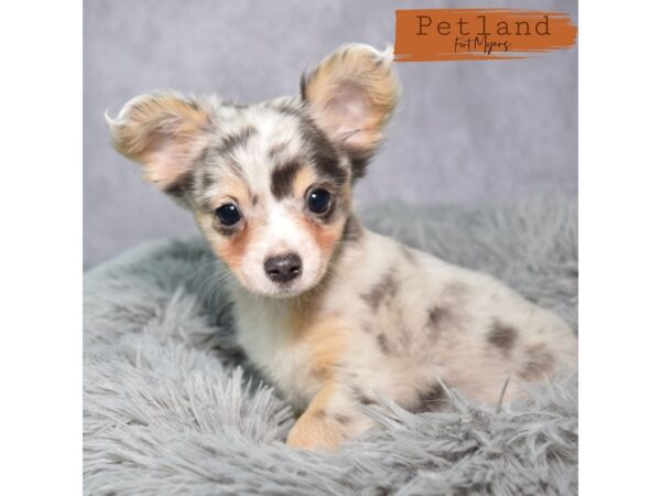 Chihuahua--Male---Petland Fort Myers, Florida