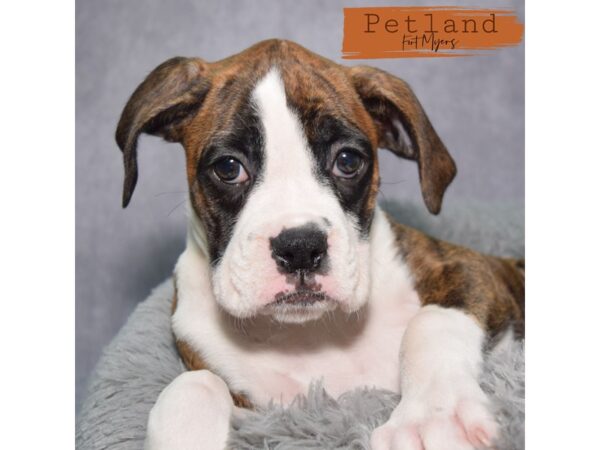 Boxer--Female---Petland Fort Myers, Florida