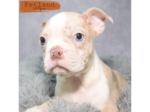 Boston Terrier--Male---Petland Fort Myers, Florida