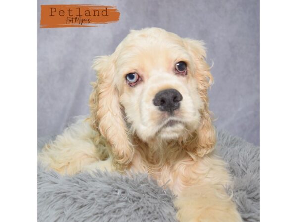Cocker Spaniel--Male---Petland Fort Myers, Florida