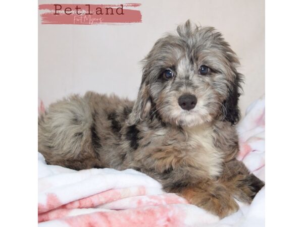 Mini Goldendoodle 2nd Gen--Female---Petland Fort Myers, Florida