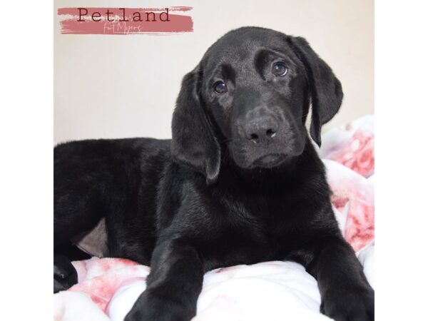 Labrador Retriever--Male---Petland Fort Myers, Florida