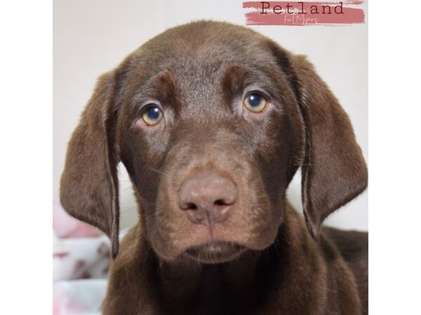 Labrador Retriever--Female---Petland Fort Myers, Florida