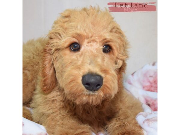 Goldendoodle--Male---Petland Fort Myers, Florida