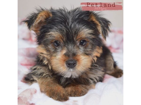 Yorkshire Terrier--Male---Petland Fort Myers, Florida