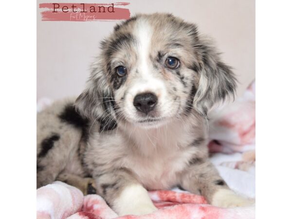 Miniature Australian Shepherd--Female---Petland Fort Myers, Florida