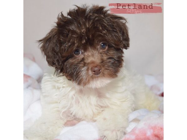 Mini Labradoodle 2nd Gen--Male---Petland Fort Myers, Florida