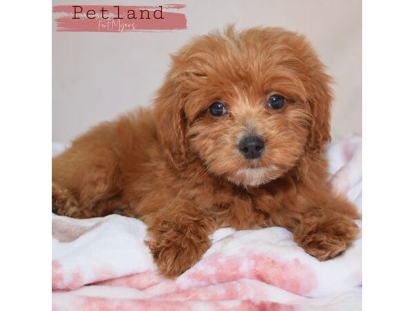 Mini Goldendoodle 2nd Gen--Male---Petland Fort Myers, Florida