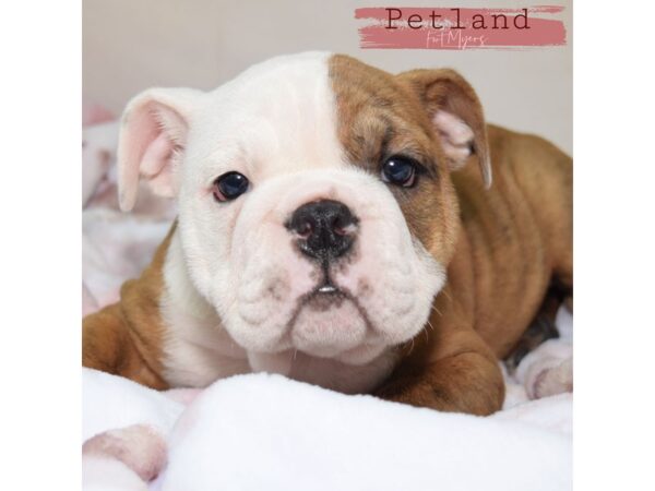 English Bulldog--Female---Petland Fort Myers, Florida