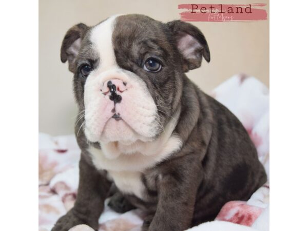 English Bulldog--Male---Petland Fort Myers, Florida