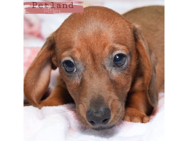 Dachshund--Female---Petland Fort Myers, Florida
