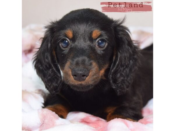 Dachshund--Male---Petland Fort Myers, Florida