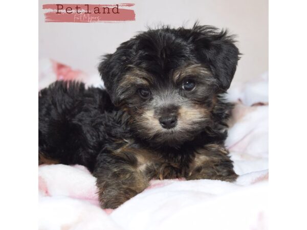 Yorkiepoo--Male---Petland Fort Myers, Florida