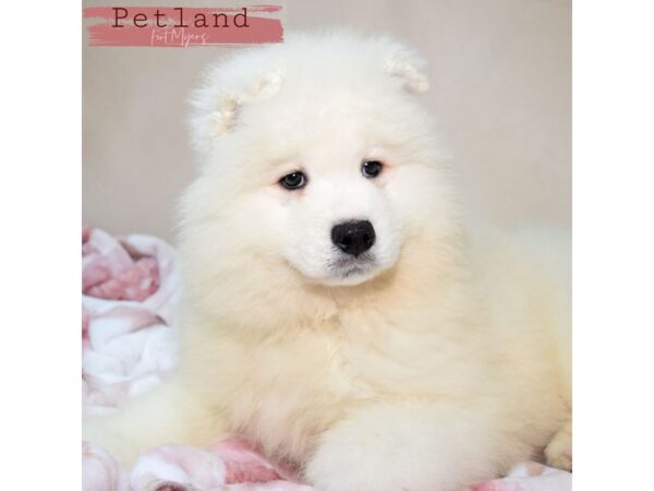 Samoyed--Male---Petland Fort Myers, Florida