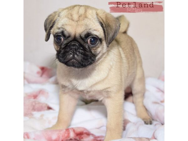 Pug--Female---Petland Fort Myers, Florida