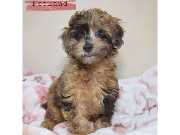 Miniature Poodle--Female---Petland Fort Myers, Florida