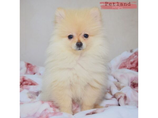 Pomeranian--Female---Petland Fort Myers, Florida
