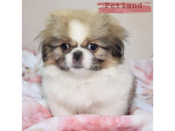 Pekingese--Male---Petland Fort Myers, Florida
