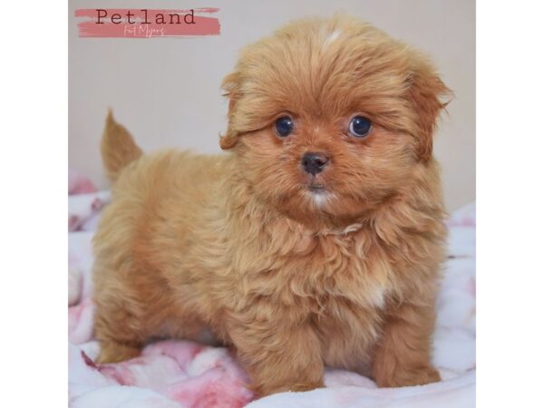 Pekeapoo--Female---Petland Fort Myers, Florida