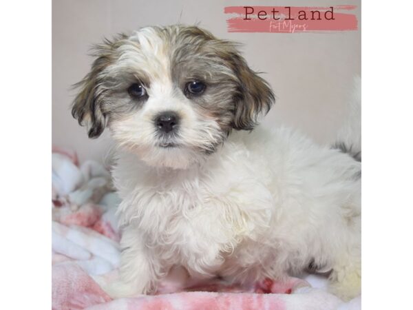 Malshi--Female---Petland Fort Myers, Florida