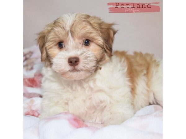 Havanese--Female---Petland Fort Myers, Florida